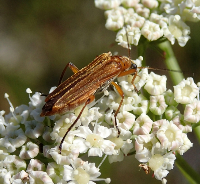 Oedemera podagrariae